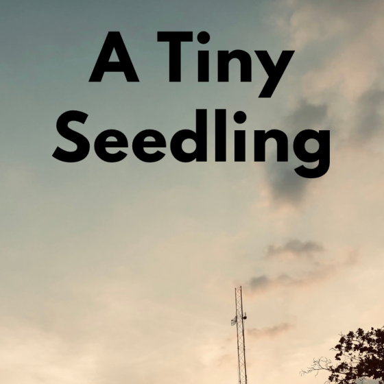 A Tiny Seedling