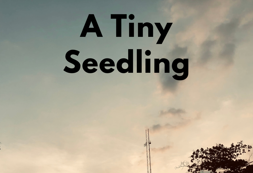 A Tiny Seedling